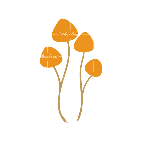 Lazy loaded image